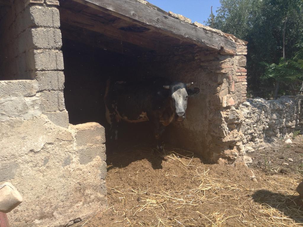 Villa Antico Frantoio Cerchiara di Calabria Exterior foto